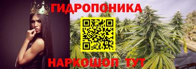 прущие грибы Кандалакша