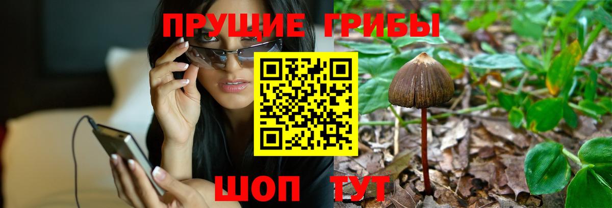 Галлюциногенные грибы прущие грибы  Галлюциногенные грибы GOLDEN TEACHER  Фрязино  Вход с VPN 
